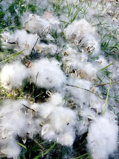 杨絮与柳絮有何区别？如何处理这些问题|杨树|柳树|种子|飞絮|质地_新浪新闻
