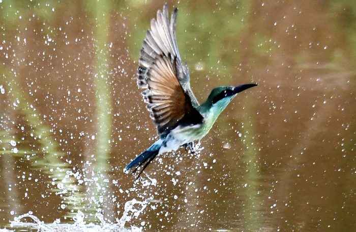 被誉为“中国最美小鸟”的蓝喉蜂虎