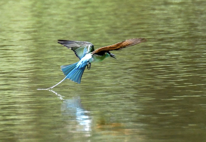 蓝喉蜂虎在水面觅食嬉戏