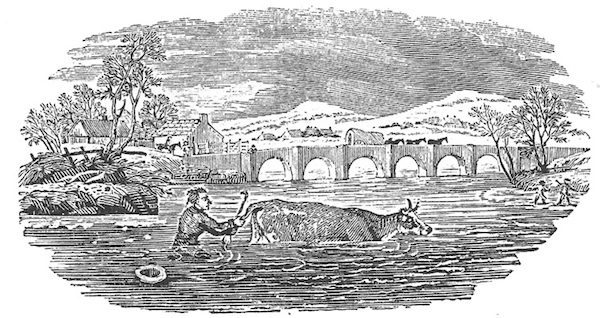 比威克小插图：赶牛过河