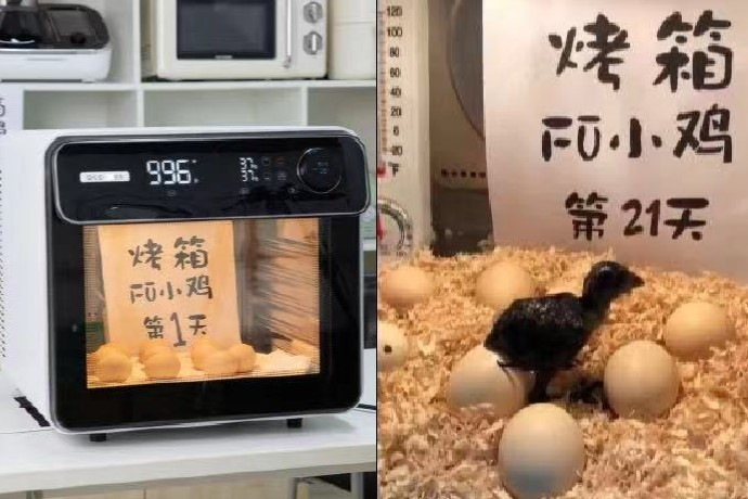 用烤箱孵小鸡，对控温、湿度、通风都有很高的要求。（图片源自网络）