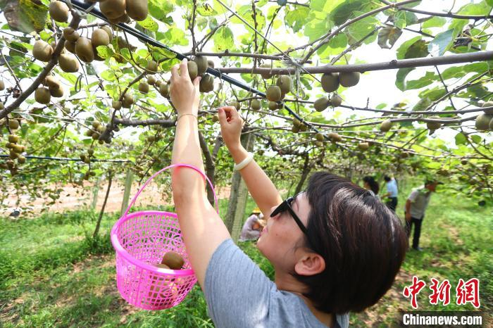 图为游客高丽正在猕猴桃基地的果棚里采摘猕猴桃。　记者 刘占昆 摄