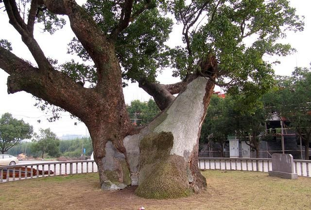 状元岙,乡村旅游目的地,千年古樟到底谁是树王|樟树市|樟树|宁波|奉化|树洞_新浪新闻