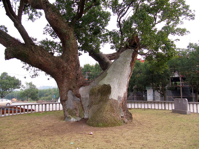 奉化状元岙,湖光山色,千年古樟到底谁是树王__财经头条__新浪财经
