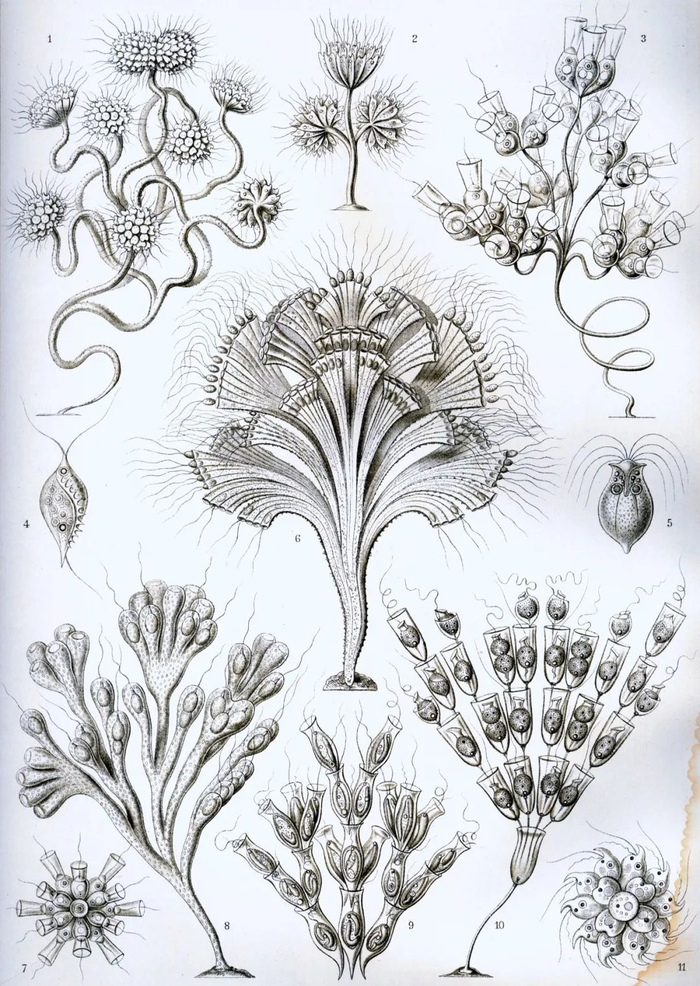《自然界的艺术形态》中描绘的鞭毛虫。| 图片来源：Wikipedia