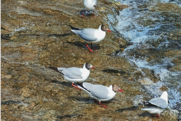 青海湖裸鲤洄游中上演“鱼鸟大战”（央广网发 樊永涛 摄）