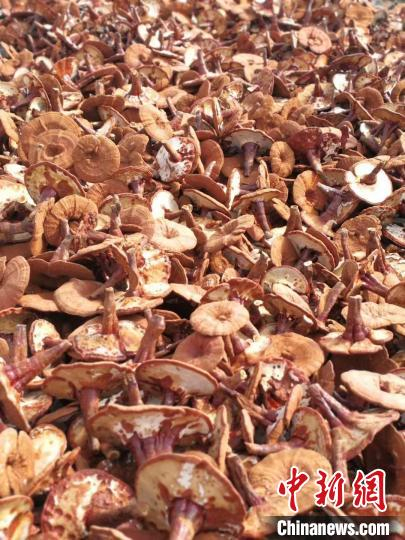 “灵芝姐”采摘的灵芝。　李嘉伟 摄