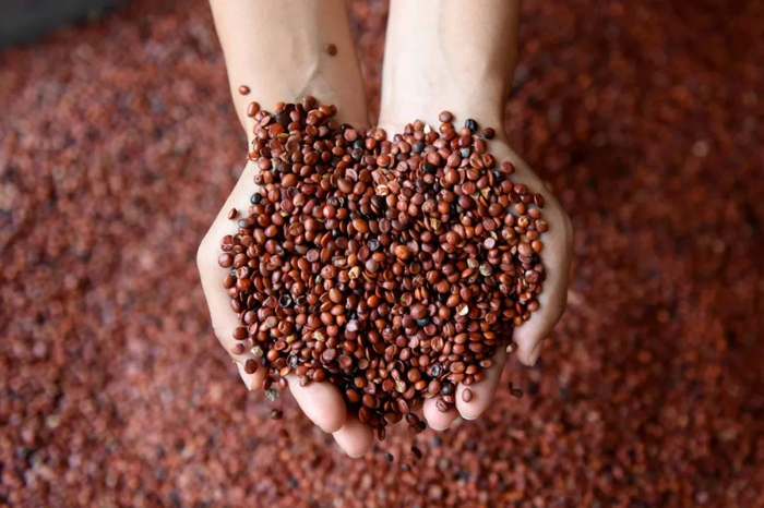 河北省内丘县东石河村村民展示加工好的酸枣仁。新华社发（邱洪生摄）