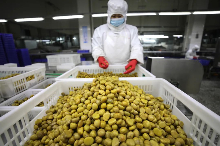 在河北宽城满族自治县一板栗深加工企业，员工在板栗仁加工车间内忙碌。新华社发（刘环宇摄）