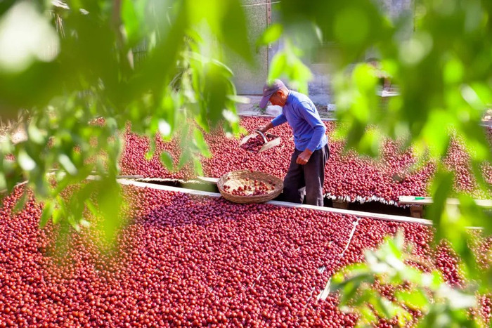 山东省淄博市高青县唐坊镇洼里王村村民在晾晒大枣。新华社发（张维堂摄）