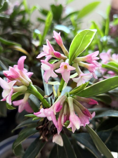 5种高颜值美花的花语,它们传奇的故事,你听过吗?