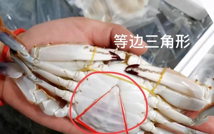 买螃蟹,公蟹和母蟹区别大,牢记3买3不买,螃蟹个个膏满黄肥