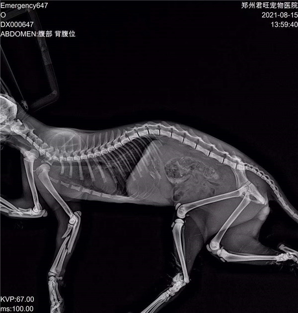 被人折断四条腿、拔掉满嘴牙的“九福”的X光片。本文图片猛犸新闻