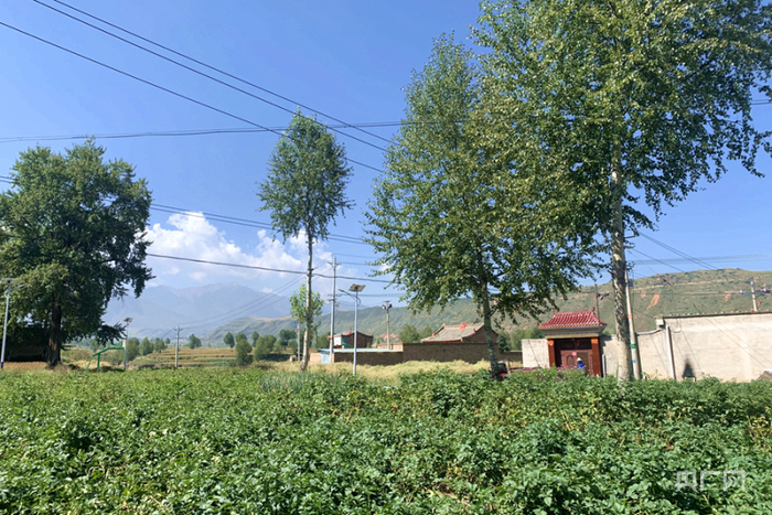 村里的洋芋地（央广网发 汪晓青 摄）