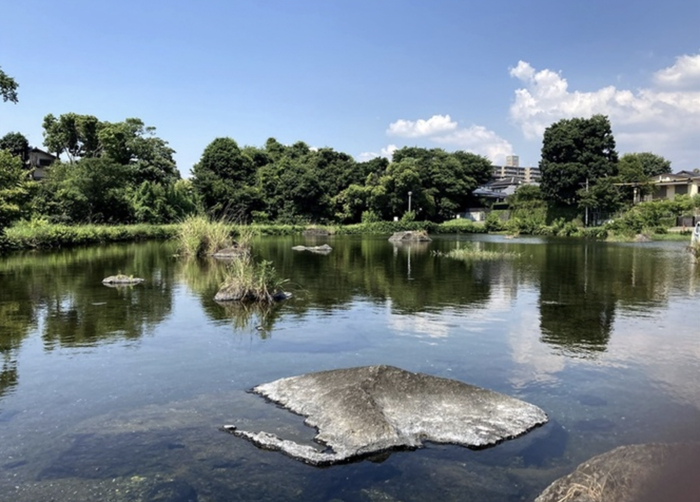 中国资本在熊本市内毗邻水前寺江豆子公园中，购买了一片土地（包含右侧别墅）。（图源：西日本新闻）