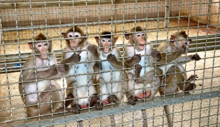 ▲实验室里的食蟹猴。受访者供图