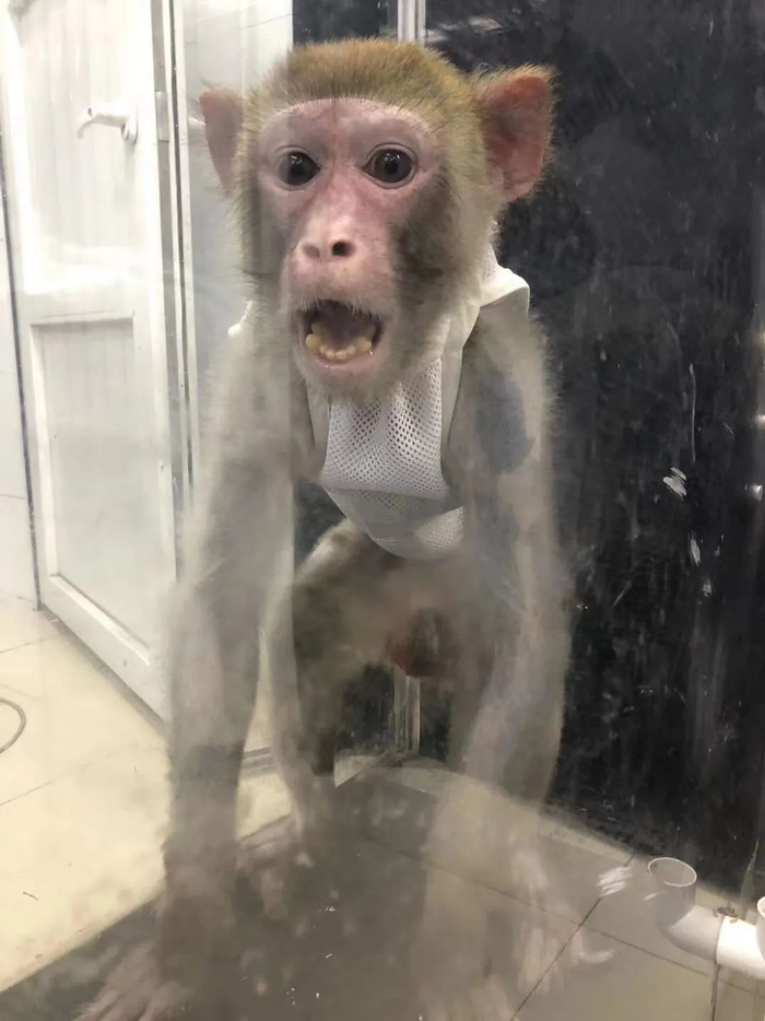 ▲一只实验中的恒河猴。受访者供图