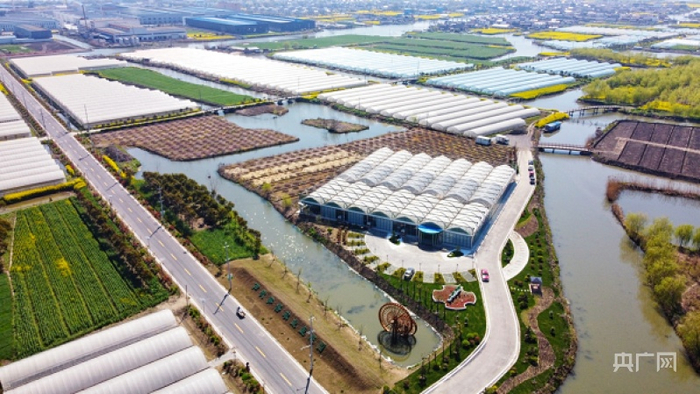 水乡周黄（央广网发 杨澄摄）