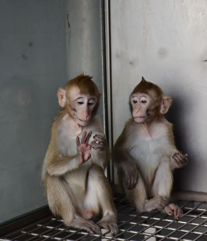 实验猕猴中的“明星”，世界首例体细胞核移植克隆猴“中中”、“华华”姐妹。受访者供图