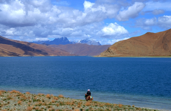 羊卓雍错的牧羊人