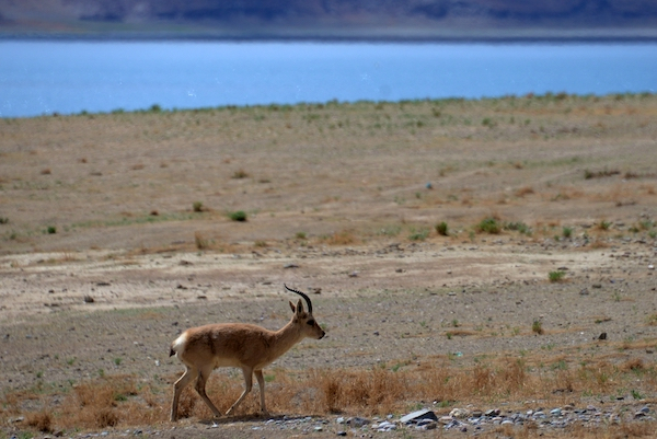 羊卓雍错的藏原羚