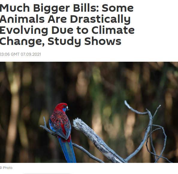 俄罗斯卫星通讯社报道截图