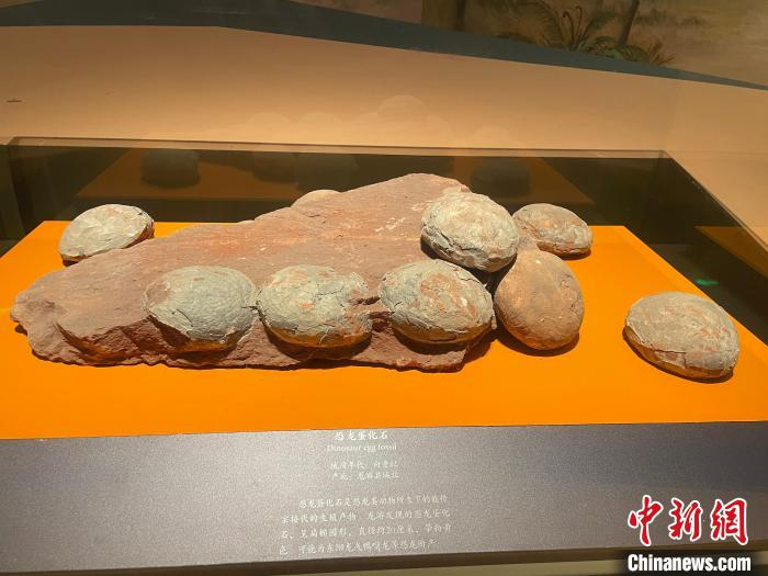 龙游县博物馆展出的恐龙蛋化石。　张斌 摄