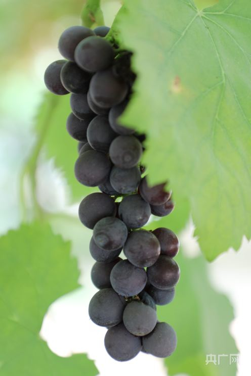 品种：夏黑二次果，草莓香味（央广网发 张志诚 摄）