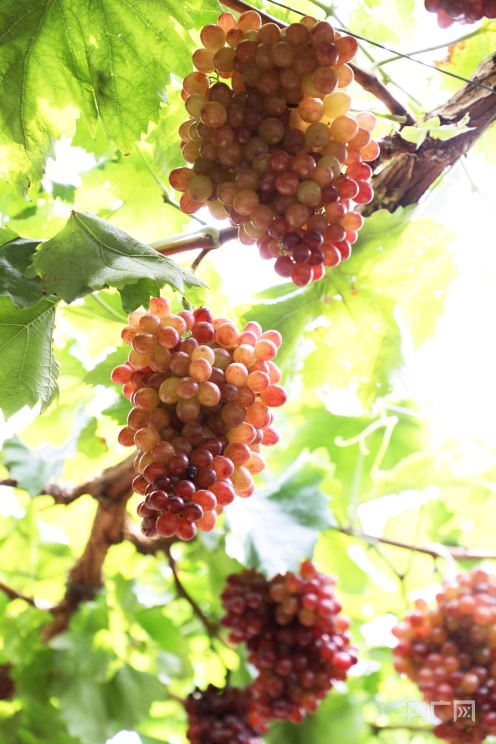 品种：红宝石无核，酸甜适口（央广网发 张志诚 摄）