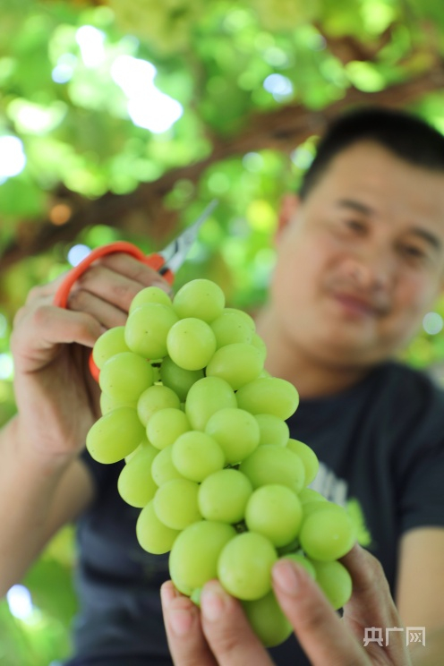湖南农业大学现代农业科技园基地负责人李丹向记者展示基地优质品种。（央广网发 张志诚 摄）