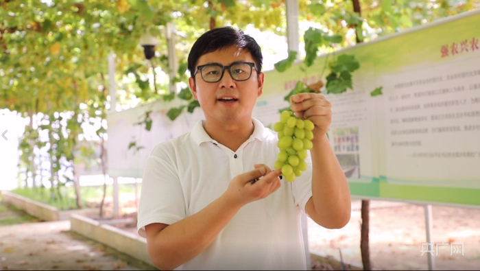 湖南农业大学老师许延帅给记者讲解葡萄修剪与市场价值。（央广网发 张志诚 摄）