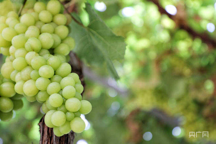 流蜜的梦（央广网发 张志诚 摄）