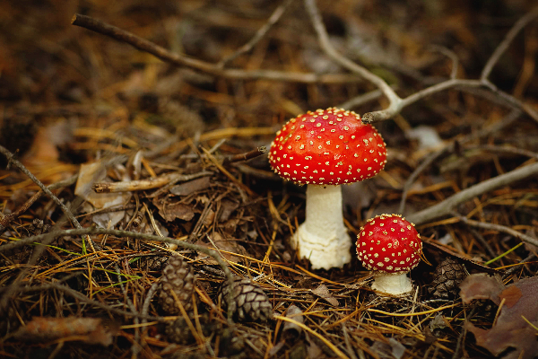 图说：路边的蘑菇你不要采 来源/东方IC