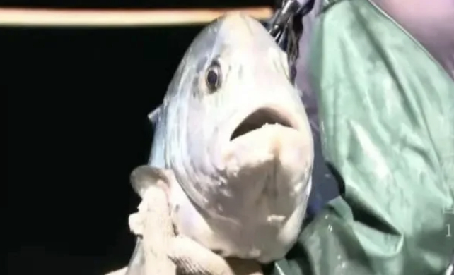 啊啊啊~~~我好怕怕，不要吃我呀！