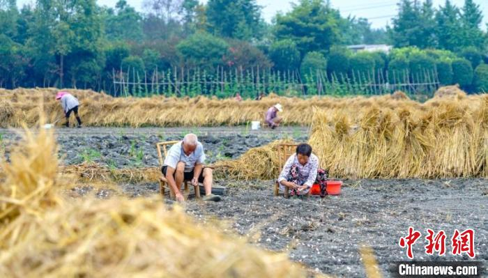村民们忙播种。　张志强 摄