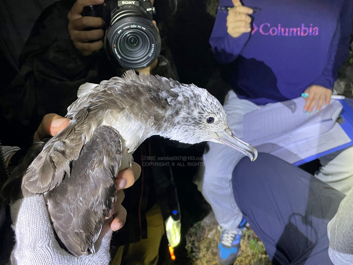 被捕获的白额鸌