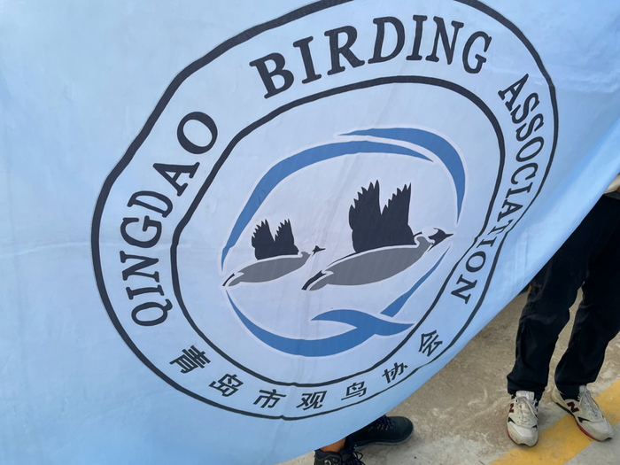青岛观鸟协会的会旗，上面的鸟是扁嘴海雀，青岛市的特色鸟种。本文均为 三蝶纪 供图