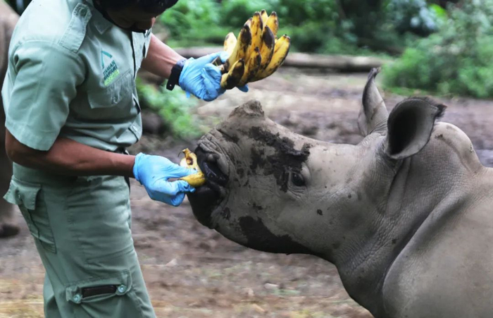 当地时间2021年1月23日，印度尼西亚西爪哇省，白犀牛宝宝和父母在当地动物园内栖息觅食。目前该动物园内的白犀牛数量已增加至5头。图片来源：视觉中国