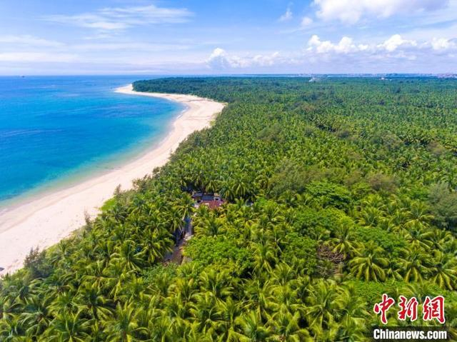 航拍海南文昌东郊椰林。 骆云飞 摄