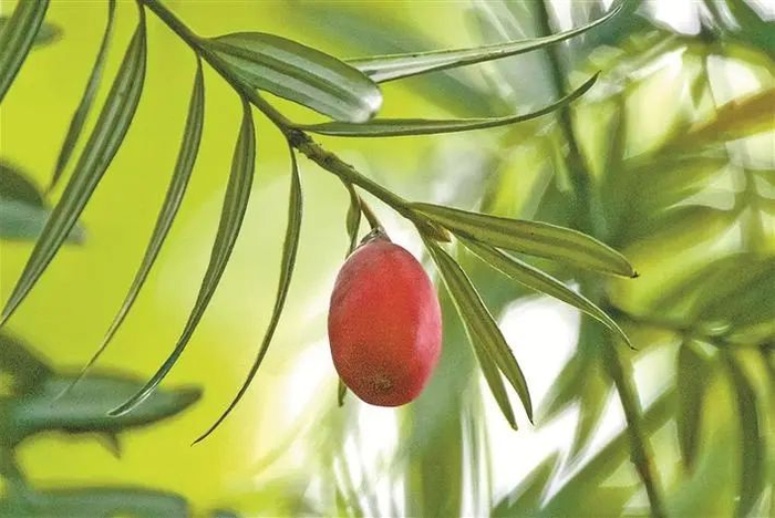 国家二级保护植物穗花杉的果实。陈朗 摄