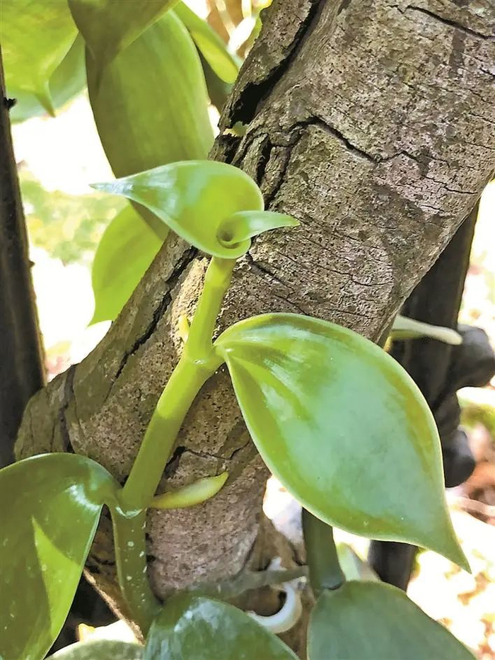 深圳香荚兰。叶建华 摄