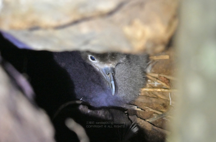 岩石缝里的白额鸌幼鸟