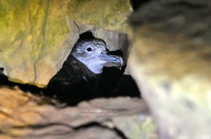 岩石缝里的白额鸌成鸟