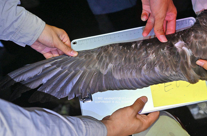 测量白额鸌翅长