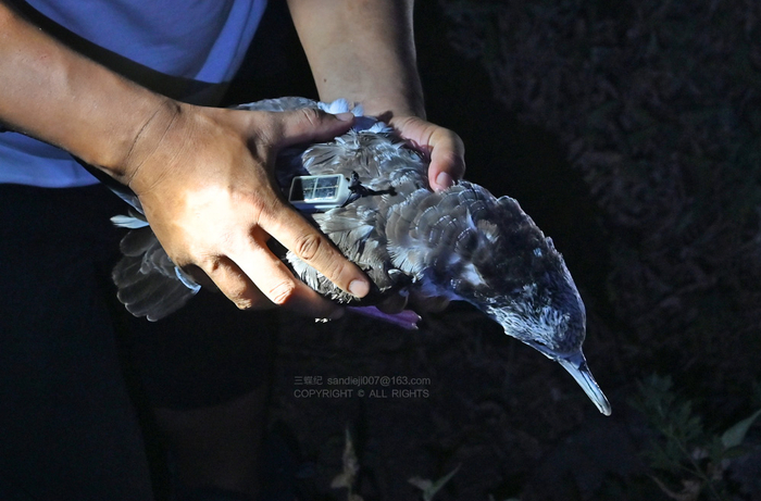 装完追踪器的白额鸌放归自然