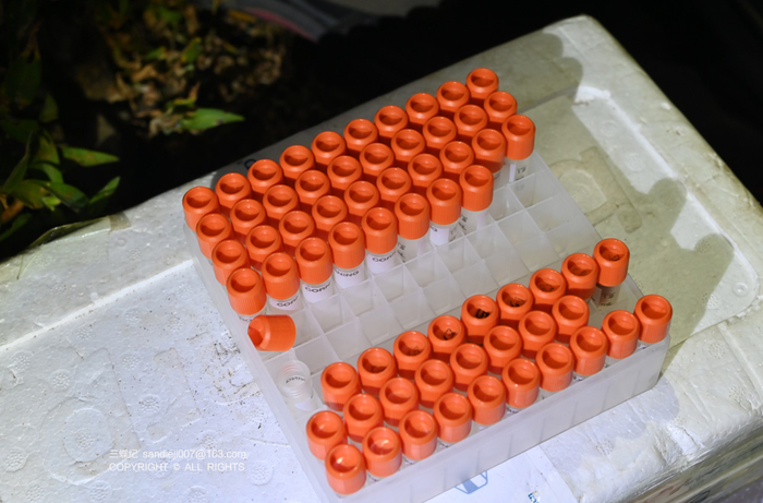 白额鸌血液样品存放在离心管内