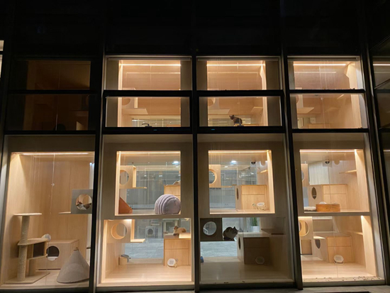 宠物猫的酒店生活。