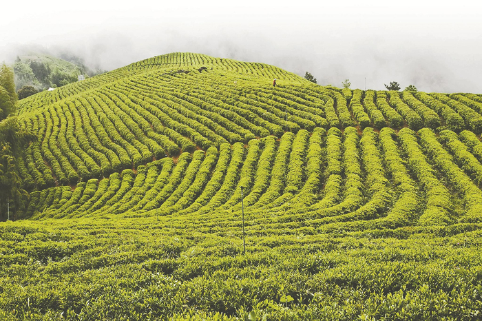 茶园。（资料图片）