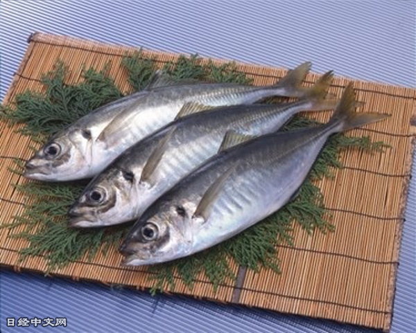 资料图片：被用作生鱼片食材的竹荚鱼