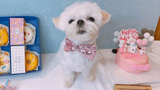 宠物狗在过生日。